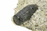 Sauropod Dinosaur (Diplodocus) Tooth - Bone Cabin Quarry #263890-2